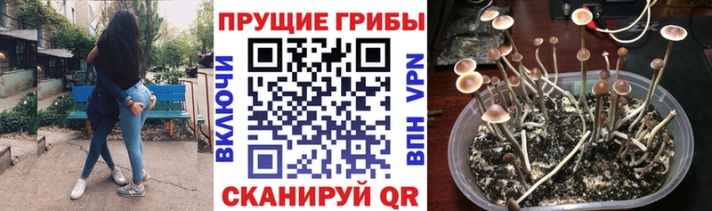 где можно купить наркотик  Славск  Псилоцибиновые грибы GOLDEN TEACHER 